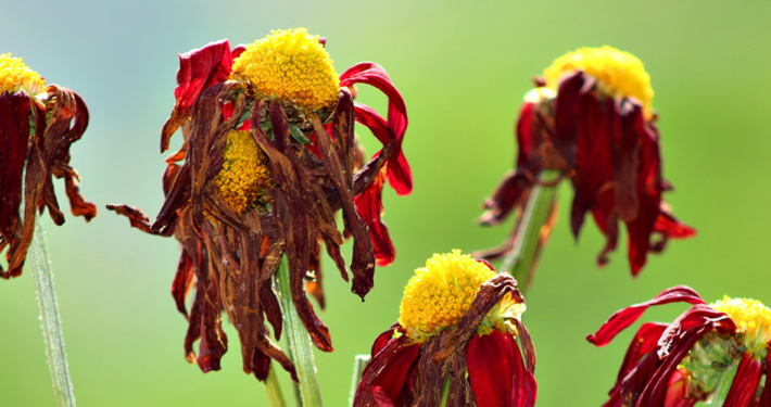 stock-photo-dead-and-wilted-flowers-hang-limply-478706029